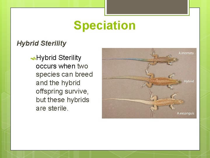 Speciation Hybrid Sterility occurs when two species can breed and the hybrid offspring survive,