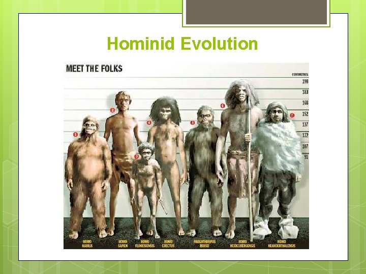 Hominid Evolution 