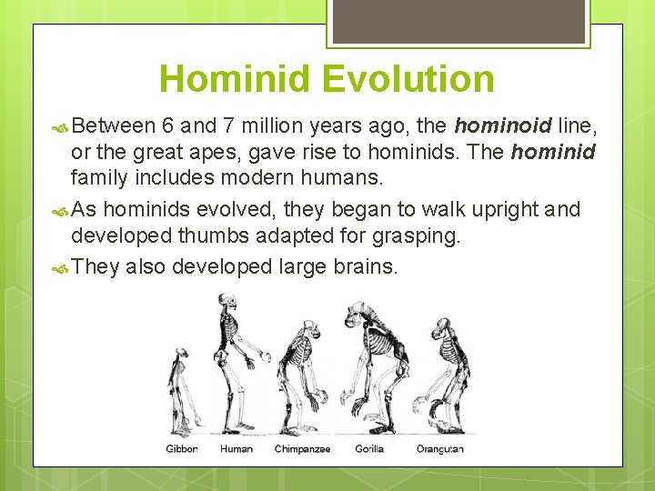 Hominid Evolution Between 6 and 7 million years ago, the hominoid line, or the