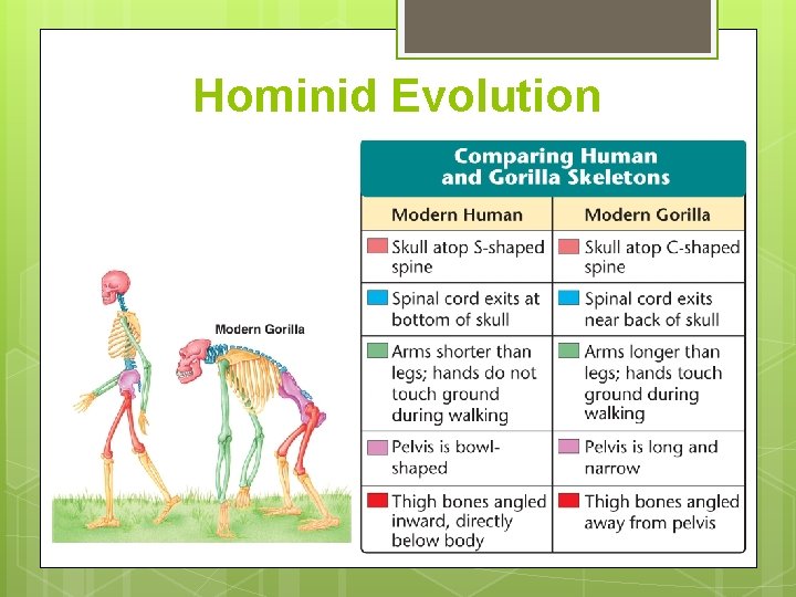 Hominid Evolution 