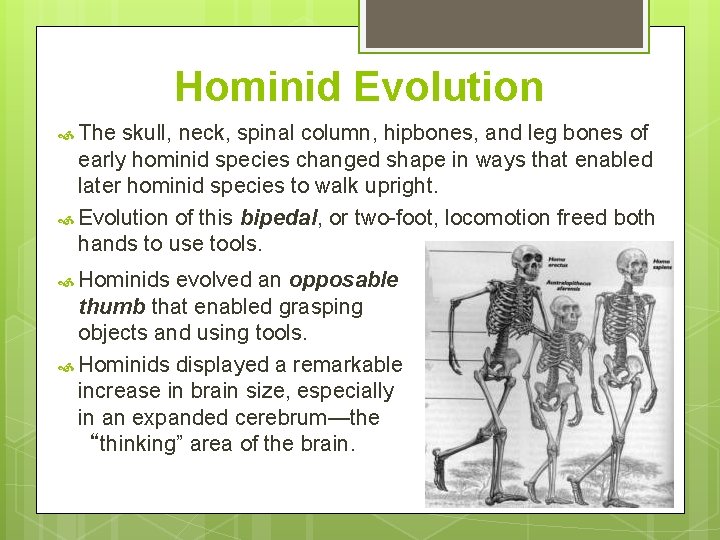 Hominid Evolution The skull, neck, spinal column, hipbones, and leg bones of early hominid