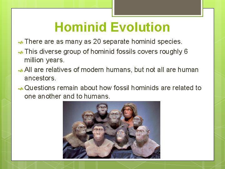 Hominid Evolution There as many as 20 separate hominid species. This diverse group of