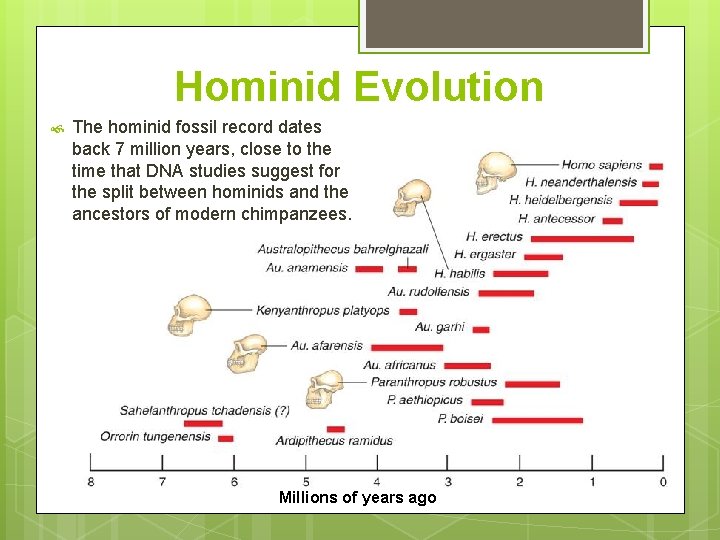 Hominid Evolution The hominid fossil record dates back 7 million years, close to the
