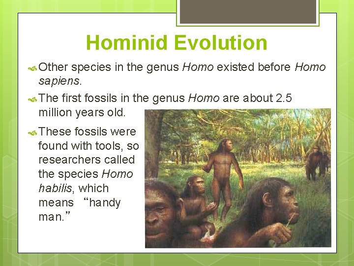 Hominid Evolution Other species in the genus Homo existed before Homo sapiens. The first