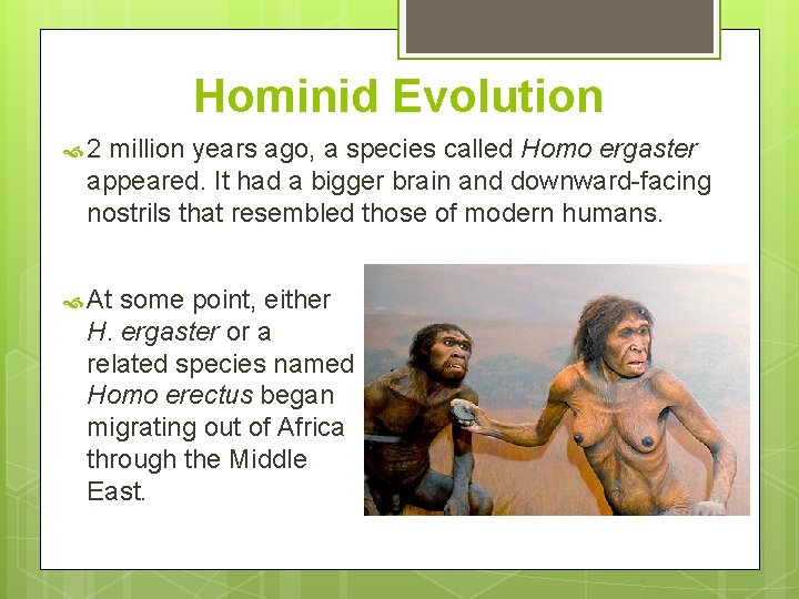 Hominid Evolution 2 million years ago, a species called Homo ergaster appeared. It had