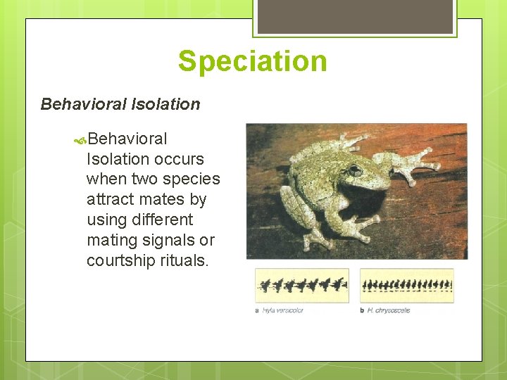 Speciation Behavioral Isolation occurs when two species attract mates by using different mating signals