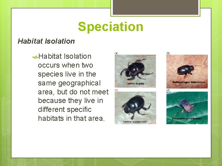 Speciation Habitat Isolation occurs when two species live in the same geographical area, but