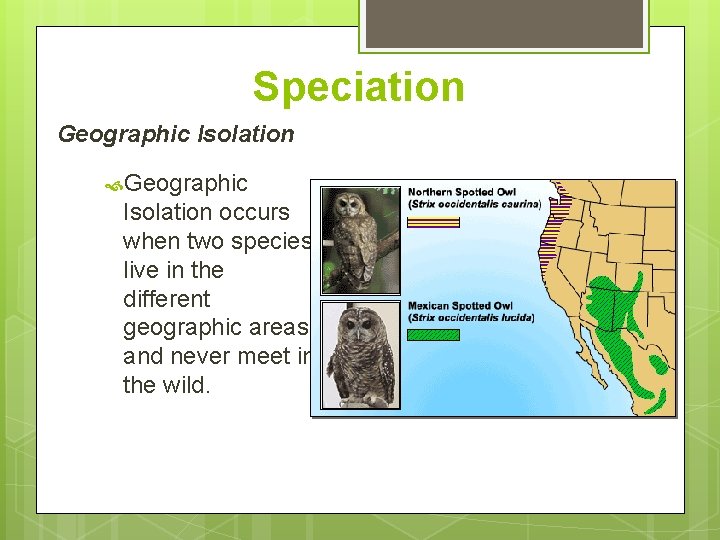 Speciation Geographic Isolation occurs when two species live in the different geographic areas, and