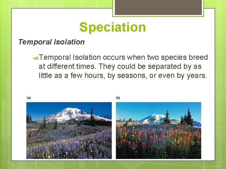 Speciation Temporal Isolation occurs when two species breed at different times. They could be