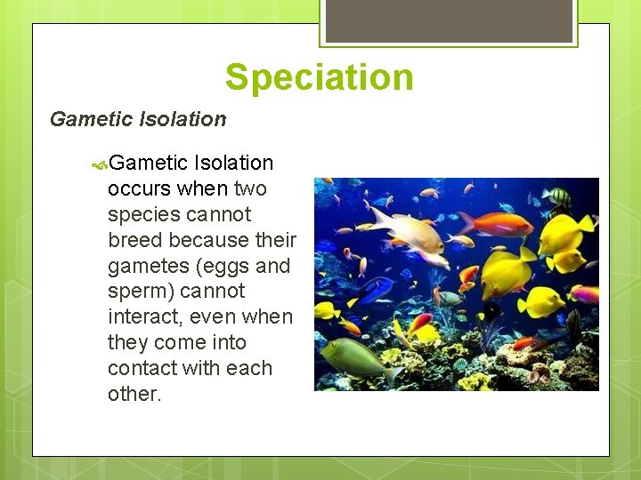 Speciation Gametic Isolation occurs when two species cannot breed because their gametes (eggs and