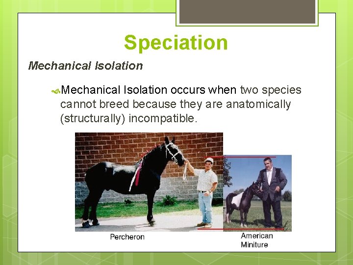 Speciation Mechanical Isolation occurs when two species cannot breed because they are anatomically (structurally)