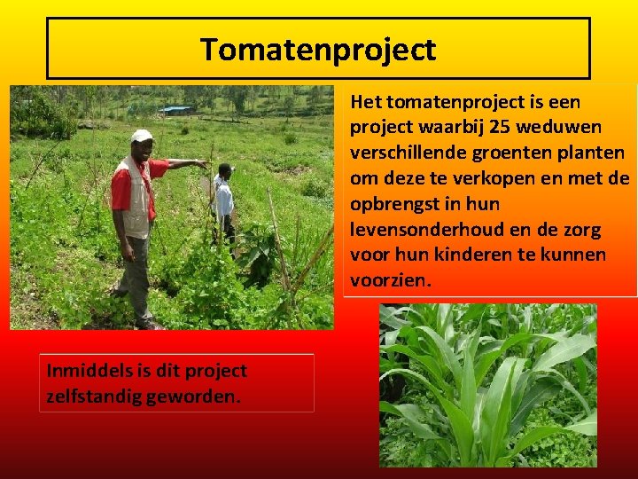 Tomatenproject Het tomatenproject is een project waarbij 25 weduwen verschillende groenten planten om deze