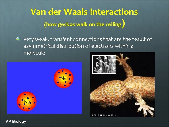 Van der Waals interactions (how geckos walk on the ceiling) very weak, transient connections