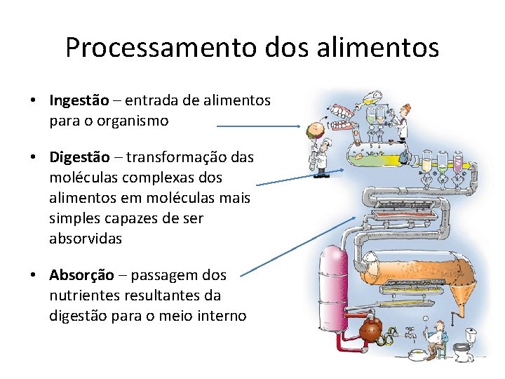 Processamento dos alimentos • Ingestão – entrada de alimentos para o organismo • Digestão