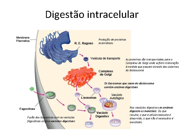 Digestão intracelular Produção de proteínas enzimáticas As proteínas são transportadas para o Complexo de