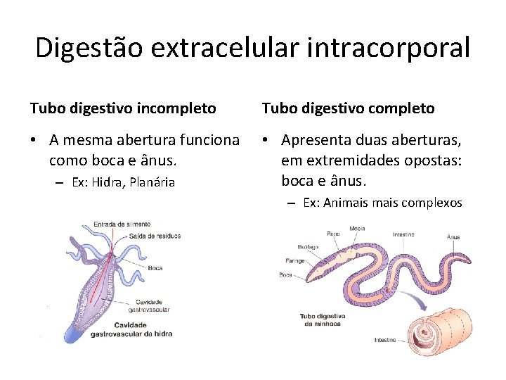 Digestão extracelular intracorporal Tubo digestivo incompleto Tubo digestivo completo • A mesma abertura funciona