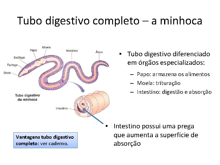 Tubo digestivo completo – a minhoca • Tubo digestivo diferenciado em órgãos especializados: –