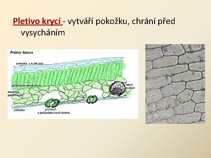 Pletivo krycí - vytváří pokožku, chrání před vysycháním 