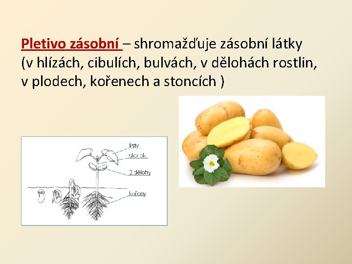 Pletivo zásobní – shromažďuje zásobní látky (v hlízách, cibulích, bulvách, v dělohách rostlin, v