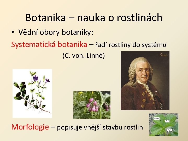 Botanika – nauka o rostlinách • Vědní obory botaniky: Systematická botanika – řadí rostliny