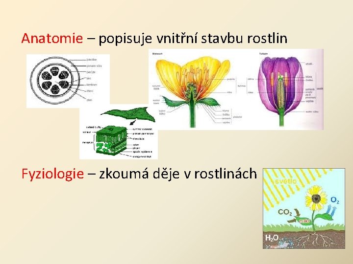 Anatomie – popisuje vnitřní stavbu rostlin Fyziologie – zkoumá děje v rostlinách 