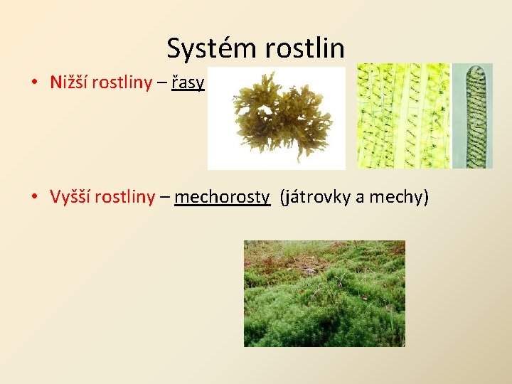 Systém rostlin • Nižší rostliny – řasy • Vyšší rostliny – mechorosty (játrovky a