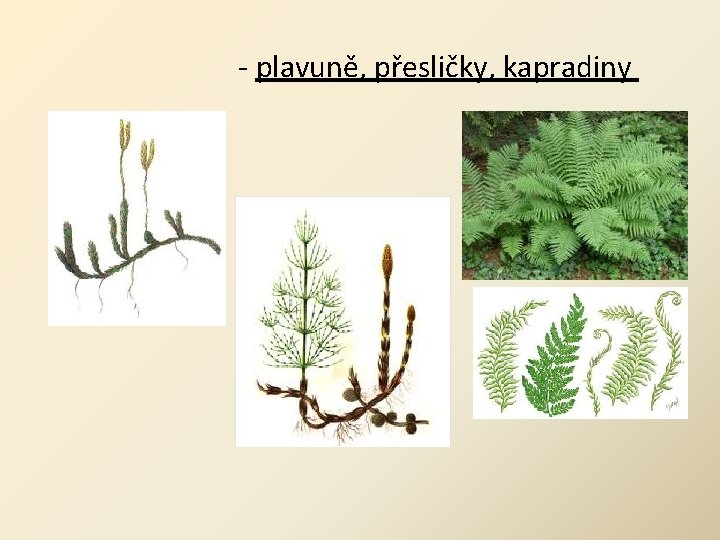 - plavuně, přesličky, kapradiny 
