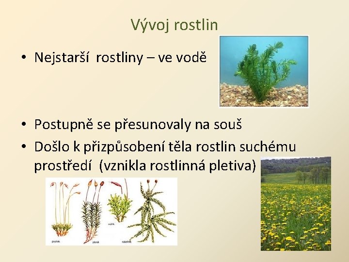 Vývoj rostlin • Nejstarší rostliny – ve vodě • Postupně se přesunovaly na souš