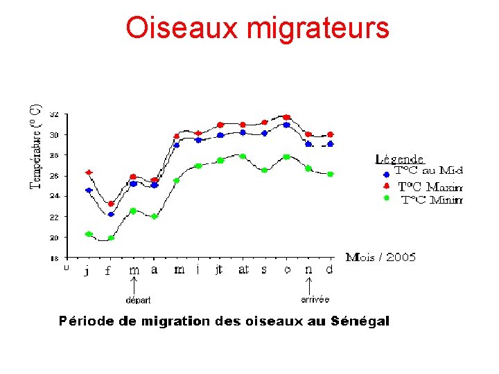 Oiseaux migrateurs 