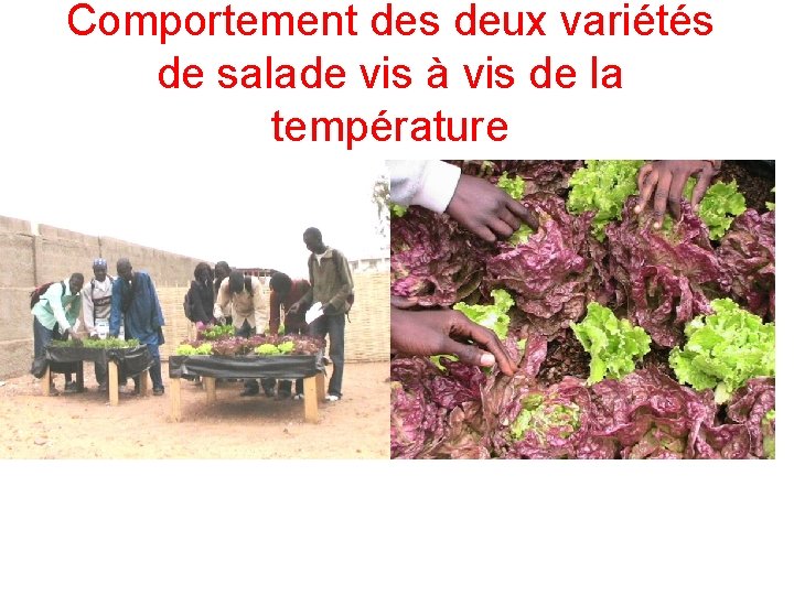 Comportement des deux variétés de salade vis à vis de la température 