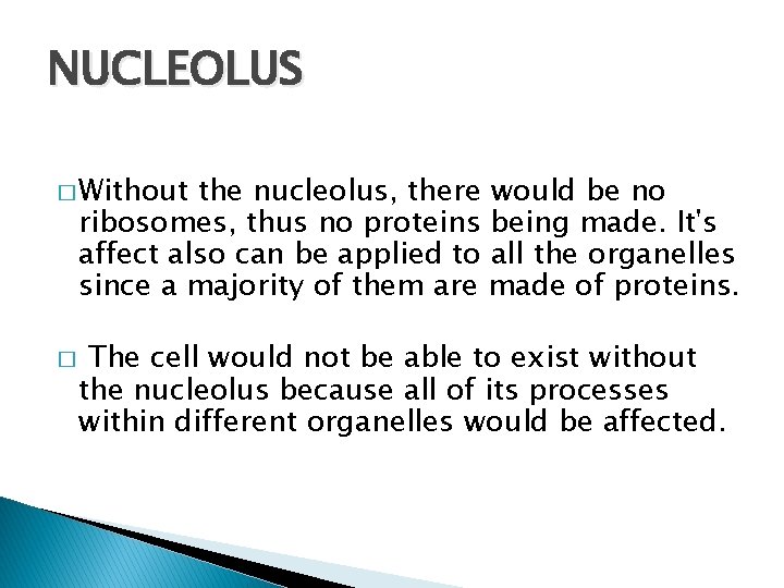 NUCLEOLUS � Without the nucleolus, there would be no ribosomes, thus no proteins being