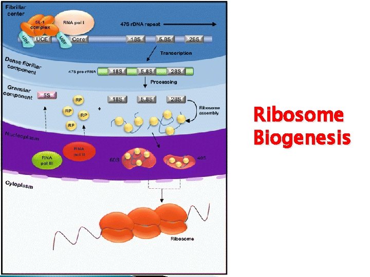 Ribosome Biogenesis 