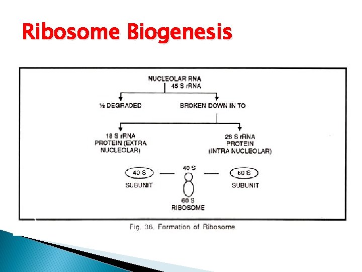 Ribosome Biogenesis 