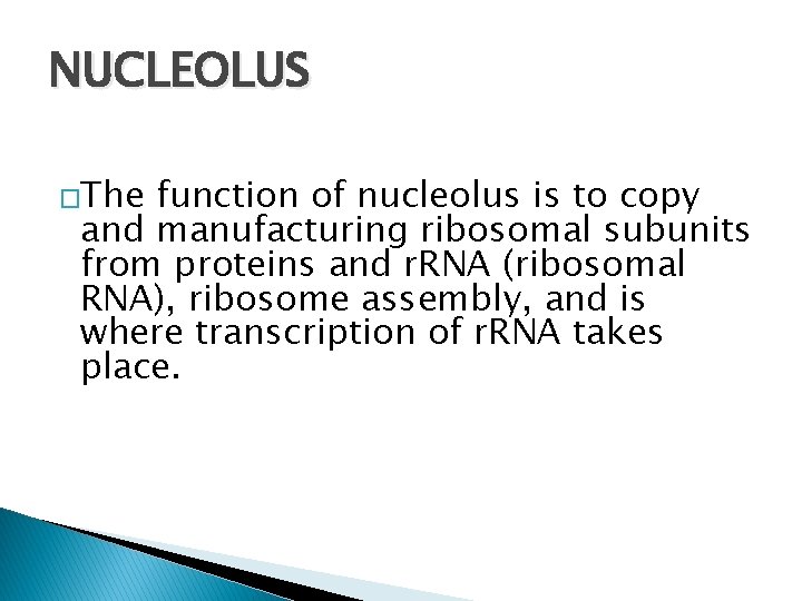 NUCLEOLUS �The function of nucleolus is to copy and manufacturing ribosomal subunits from proteins