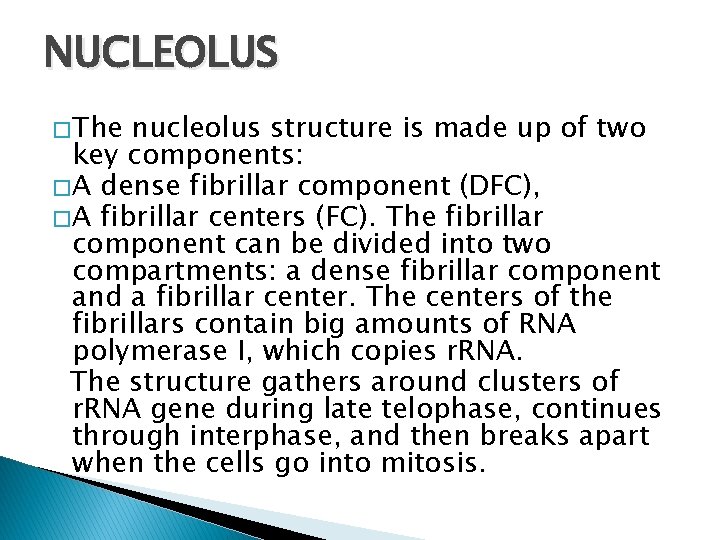 NUCLEOLUS � The nucleolus structure is made up of two key components: � A