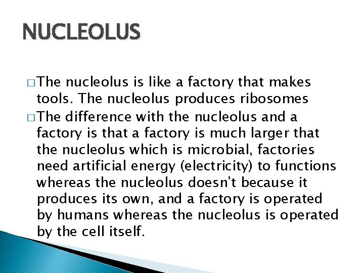 NUCLEOLUS � The nucleolus is like a factory that makes tools. The nucleolus produces