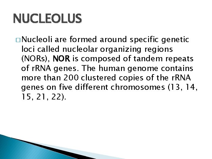 NUCLEOLUS � Nucleoli are formed around specific genetic loci called nucleolar organizing regions (NORs),
