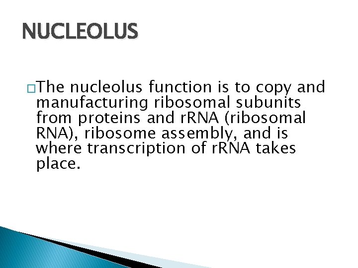 NUCLEOLUS �The nucleolus function is to copy and manufacturing ribosomal subunits from proteins and