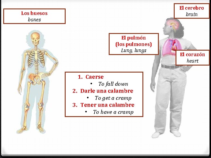 El cerebro brain Los huesos bones El pulmón (los pulmones) Lung, lungs 1. Caerse