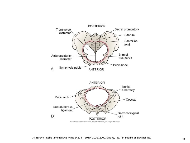 All Elsevier items and derived items © 2014, 2010, 2006, 2002, Mosby, Inc. ,