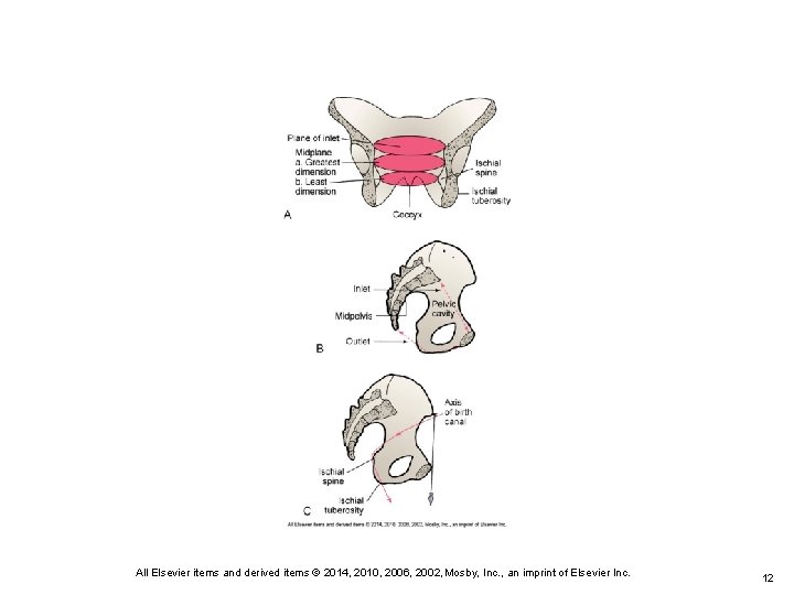 All Elsevier items and derived items © 2014, 2010, 2006, 2002, Mosby, Inc. ,