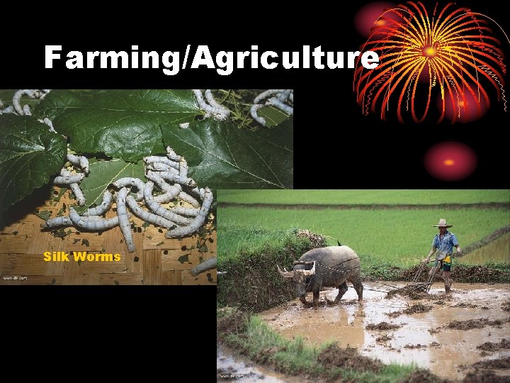 Farming/Agriculture Silk Worms 