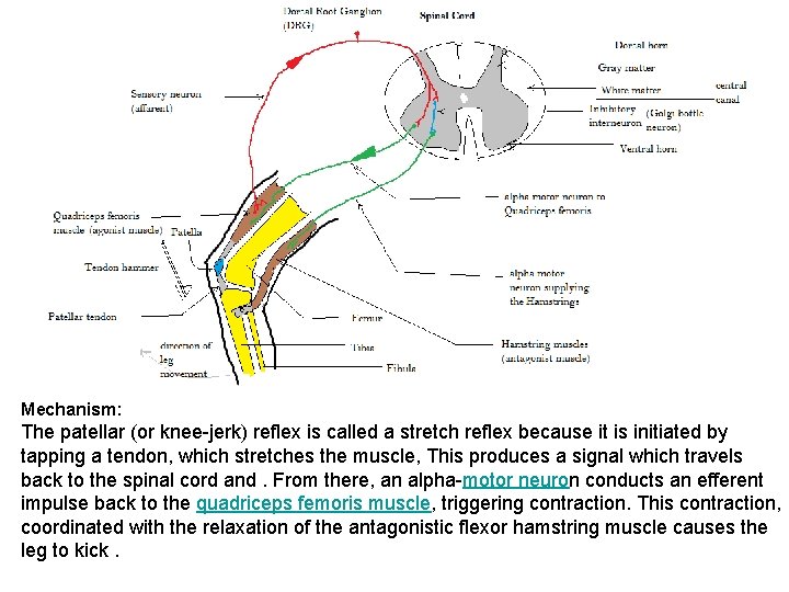 Mechanism: The patellar (or knee-jerk) reflex is called a stretch reflex because it is