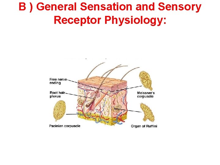 B ) General Sensation and Sensory Receptor Physiology: 