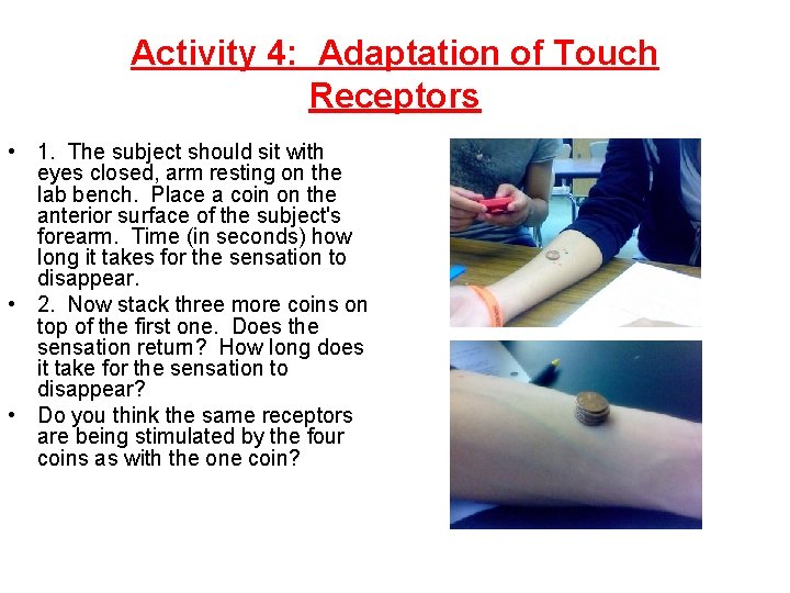 Activity 4: Adaptation of Touch Receptors • 1. The subject should sit with eyes