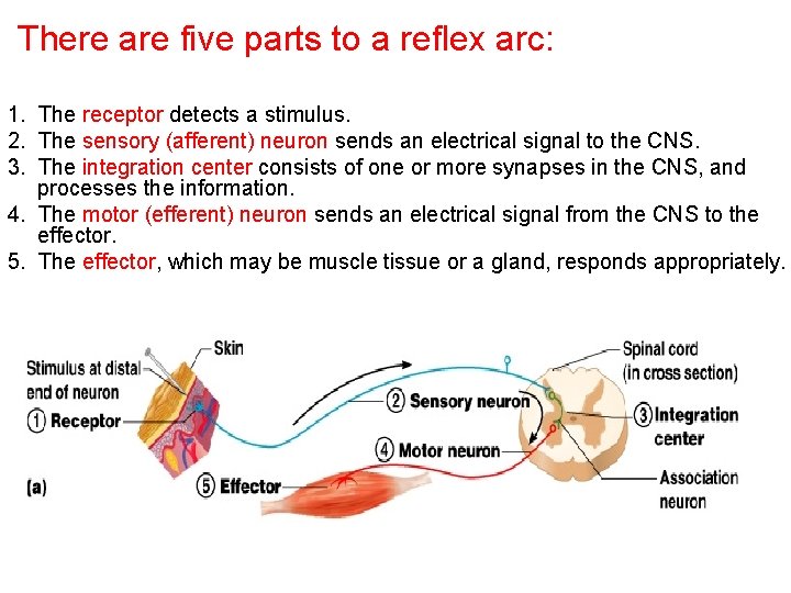 There are five parts to a reflex arc: 1. The receptor detects a stimulus.