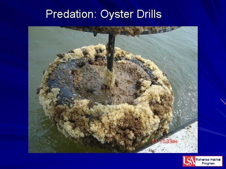 Predation: Oyster Drills Fisheries Habitat Program 