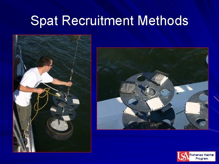 Spat Recruitment Methods Fisheries Habitat Program 
