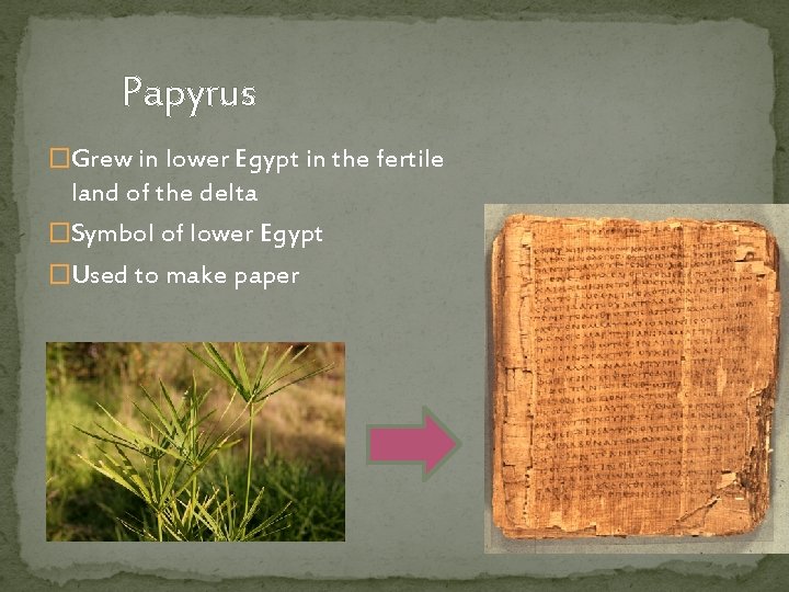 Papyrus �Grew in lower Egypt in the fertile land of the delta �Symbol of