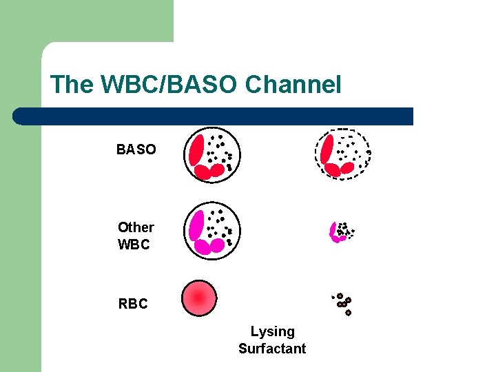 The WBC/BASO Channel BASO Other WBC RBC Lysing Surfactant 
